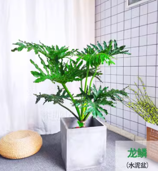 春芋龙鳞/北欧风植物/调性盆栽/网红花卉/潮品
