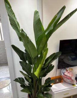 天堂鸟盆栽室内绿植客厅鹤望兰吸甲醛植物重庆天堂鸟盆栽植物