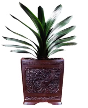 四季君子兰盆栽带花苞小苗花卉植物室内易活绿植水培好养多肉大全
