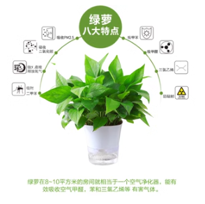 绿萝盆栽室内植物花卉绿植水培长藤垂吊大叶绿箩新房家用吸除甲醛
